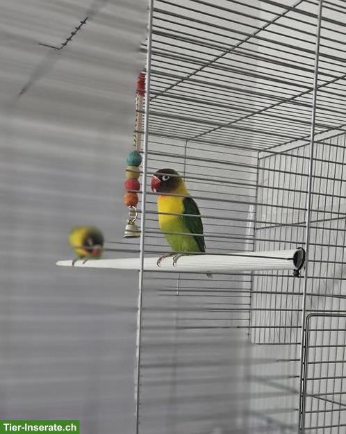 Bild 2: Orangeköpfchen Agapornis Paar mit Käfig