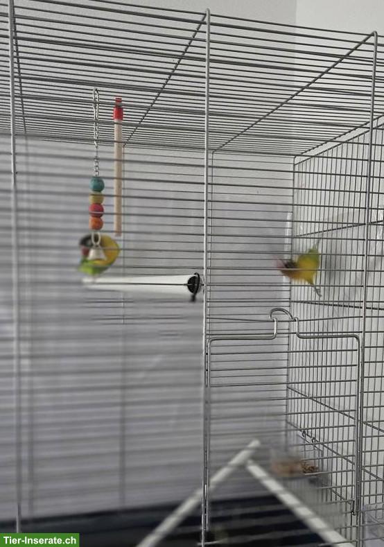 Bild 3: Orangeköpfchen Agapornis Paar mit Käfig