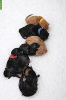 Maine Coon Kitten in liebevolle Hände abzugeben