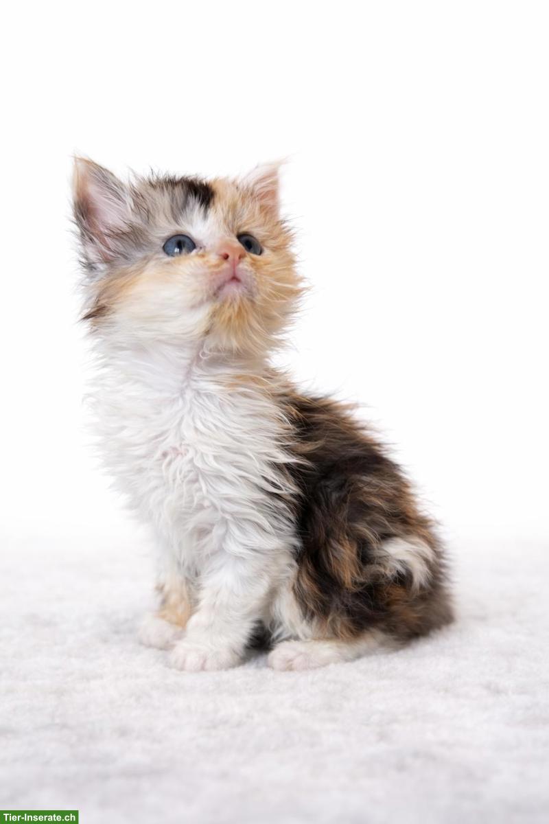 Bild 10: Maine Coon Kitten in liebevolle Hände abzugeben