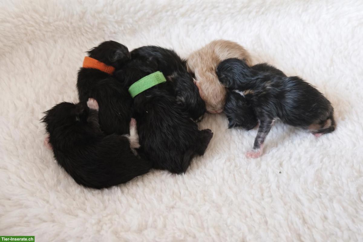 Bild 2: Maine Coon Kitten in liebevolle Hände abzugeben