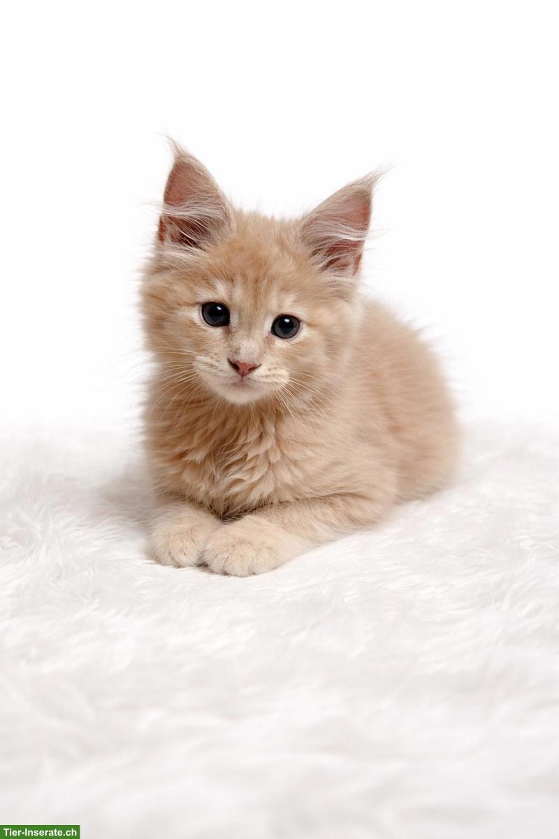 Bild 4: Maine Coon Kitten in liebevolle Hände abzugeben