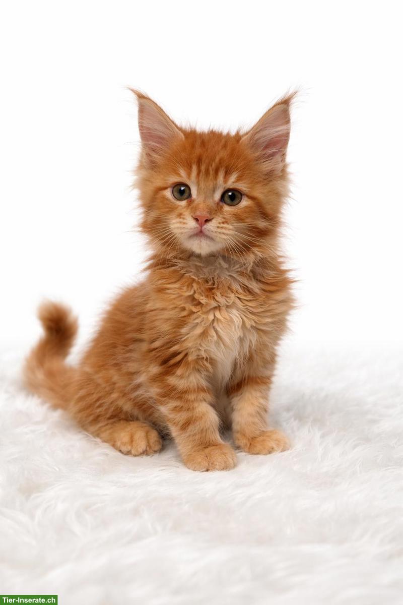 Bild 5: Maine Coon Kitten in liebevolle Hände abzugeben