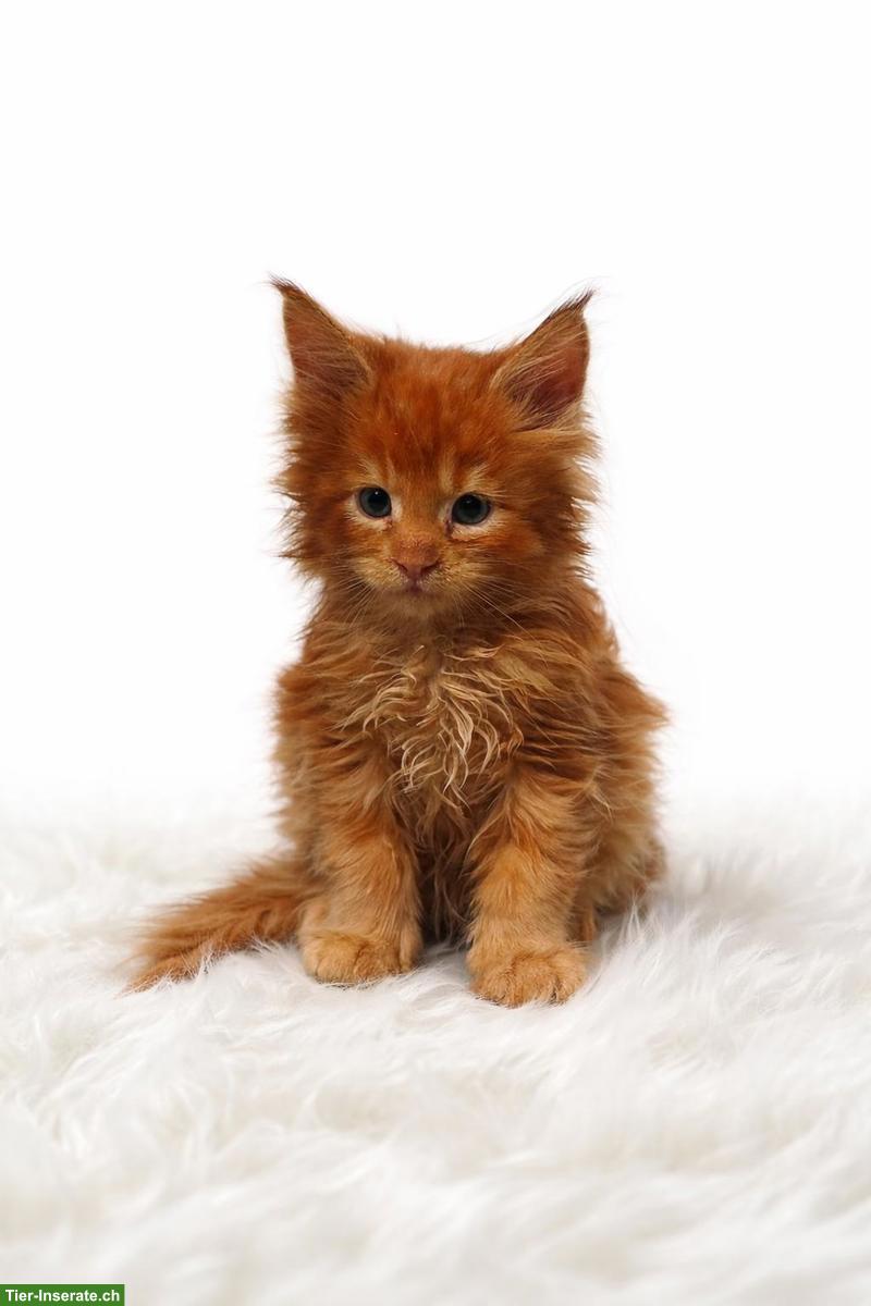 Bild 6: Maine Coon Kitten in liebevolle Hände abzugeben