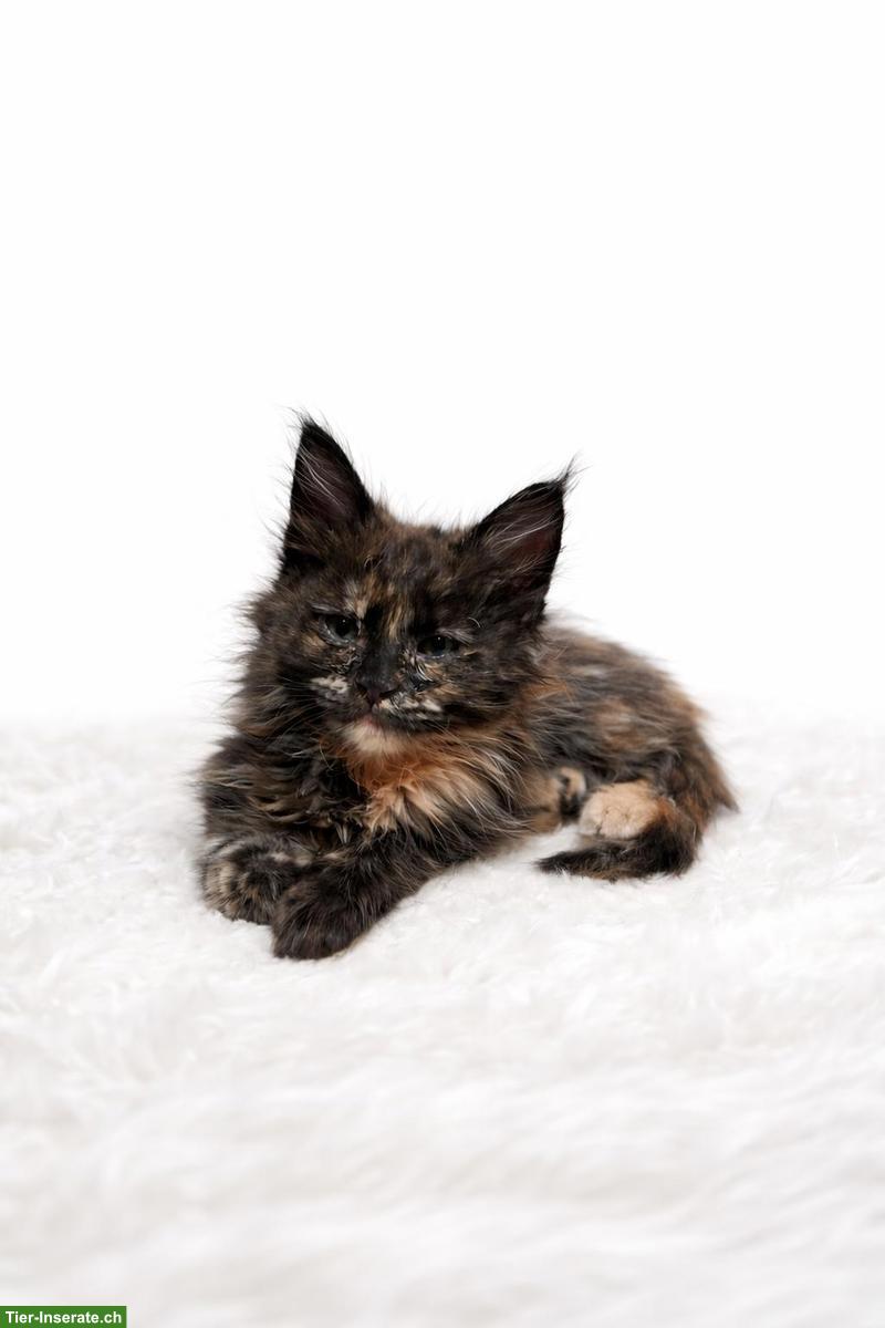 Bild 7: Maine Coon Kitten in liebevolle Hände abzugeben