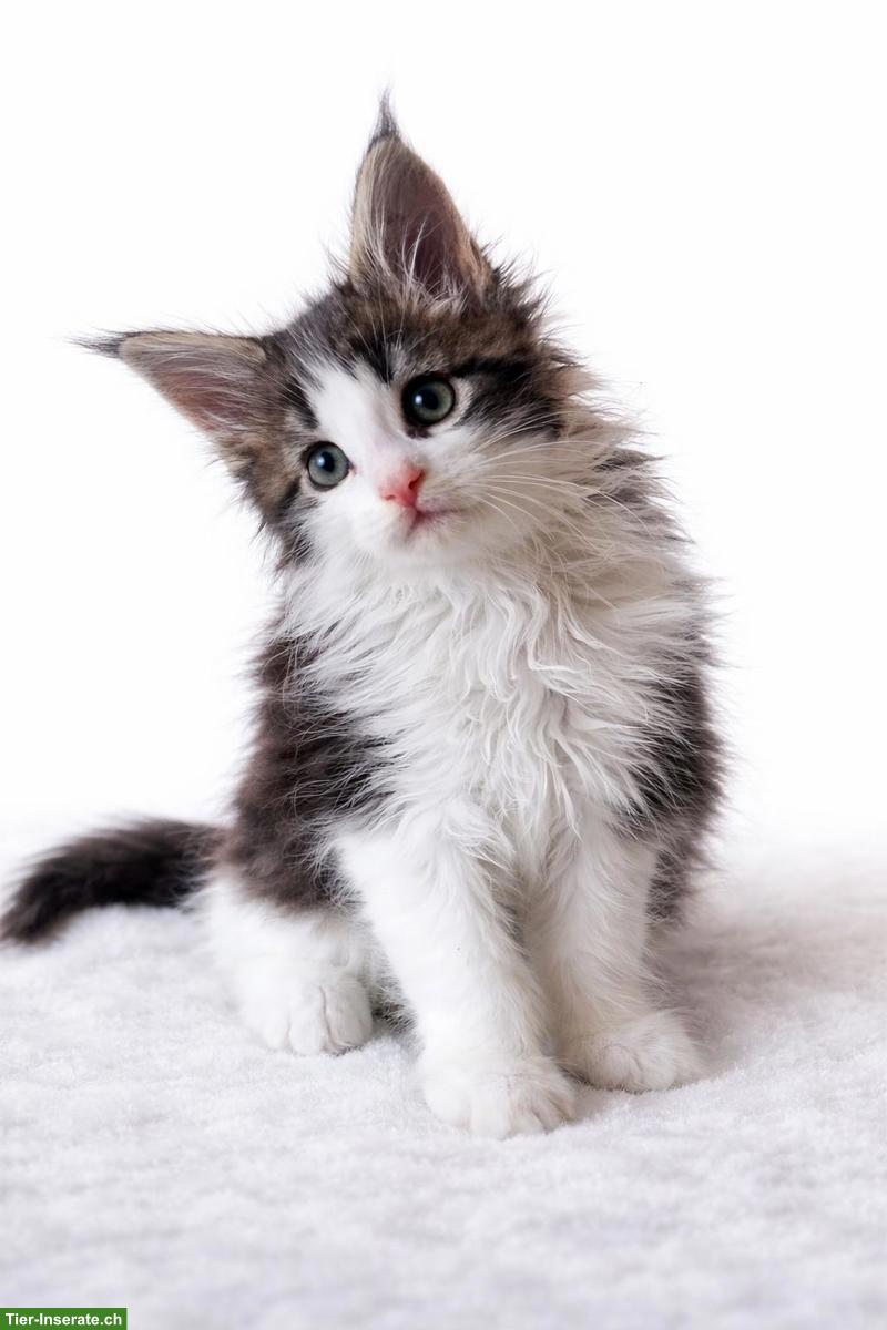 Bild 9: Maine Coon Kitten in liebevolle Hände abzugeben