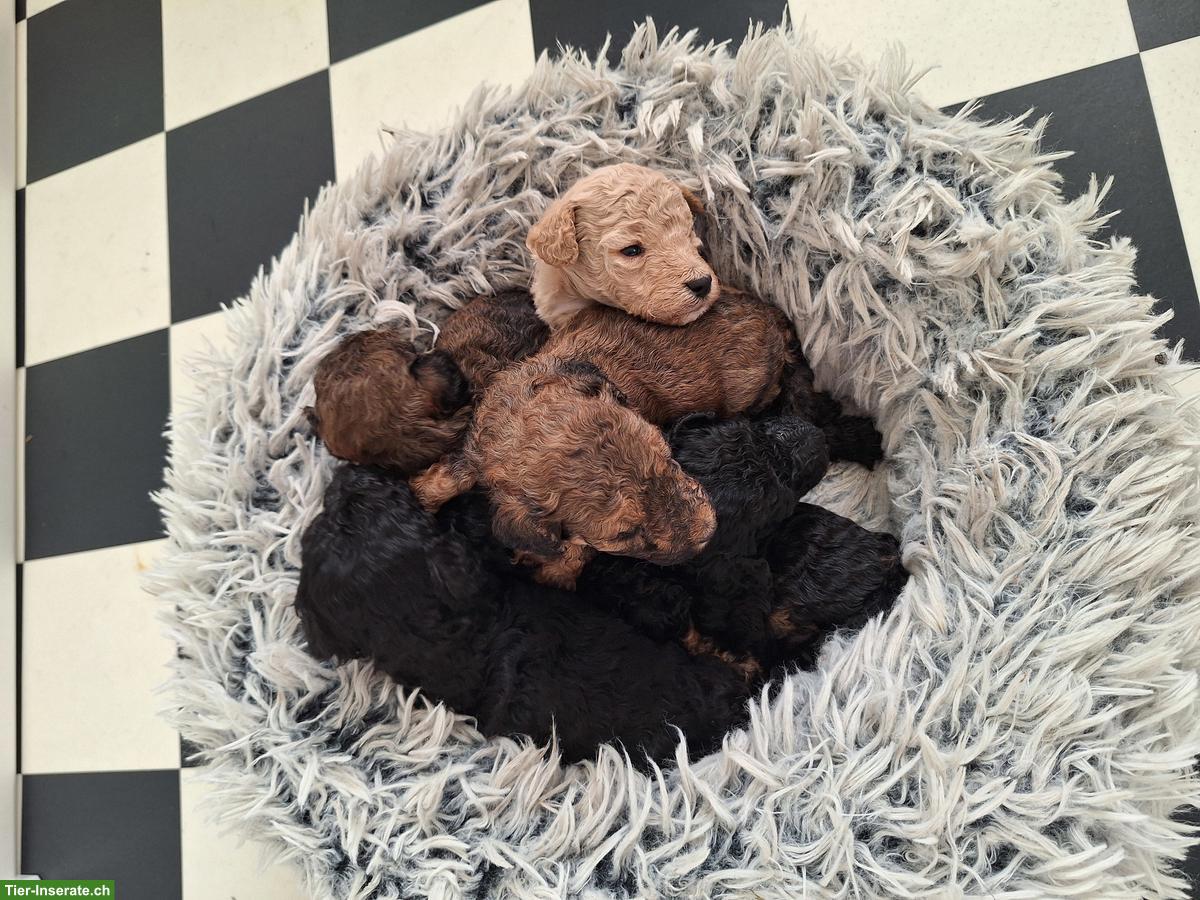 Pudel Welpen suchen ein neues Zuhause