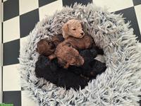 Pudel Welpen suchen ein neues Zuhause