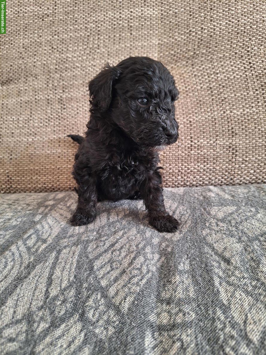 Bild 2: Pudel Welpen suchen ein neues Zuhause