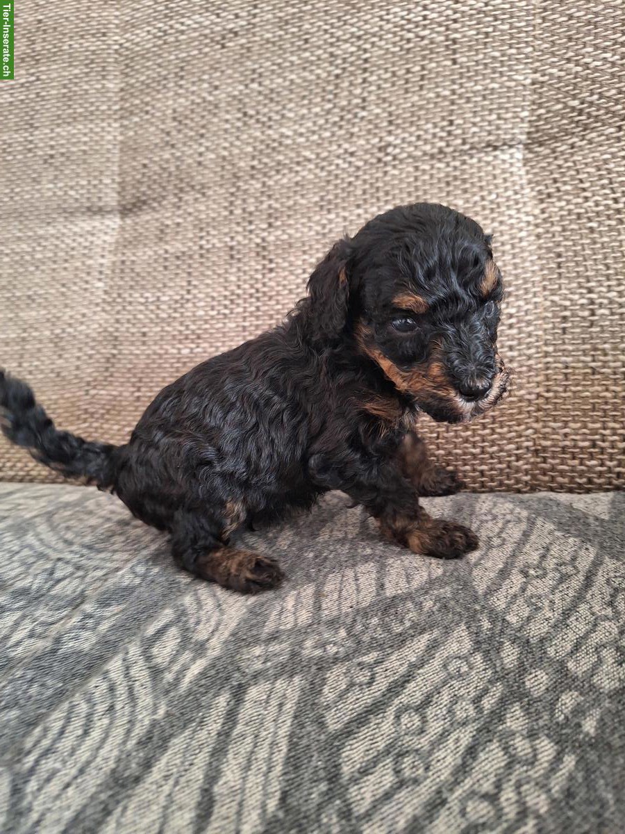 Bild 3: Pudel Welpen suchen ein neues Zuhause