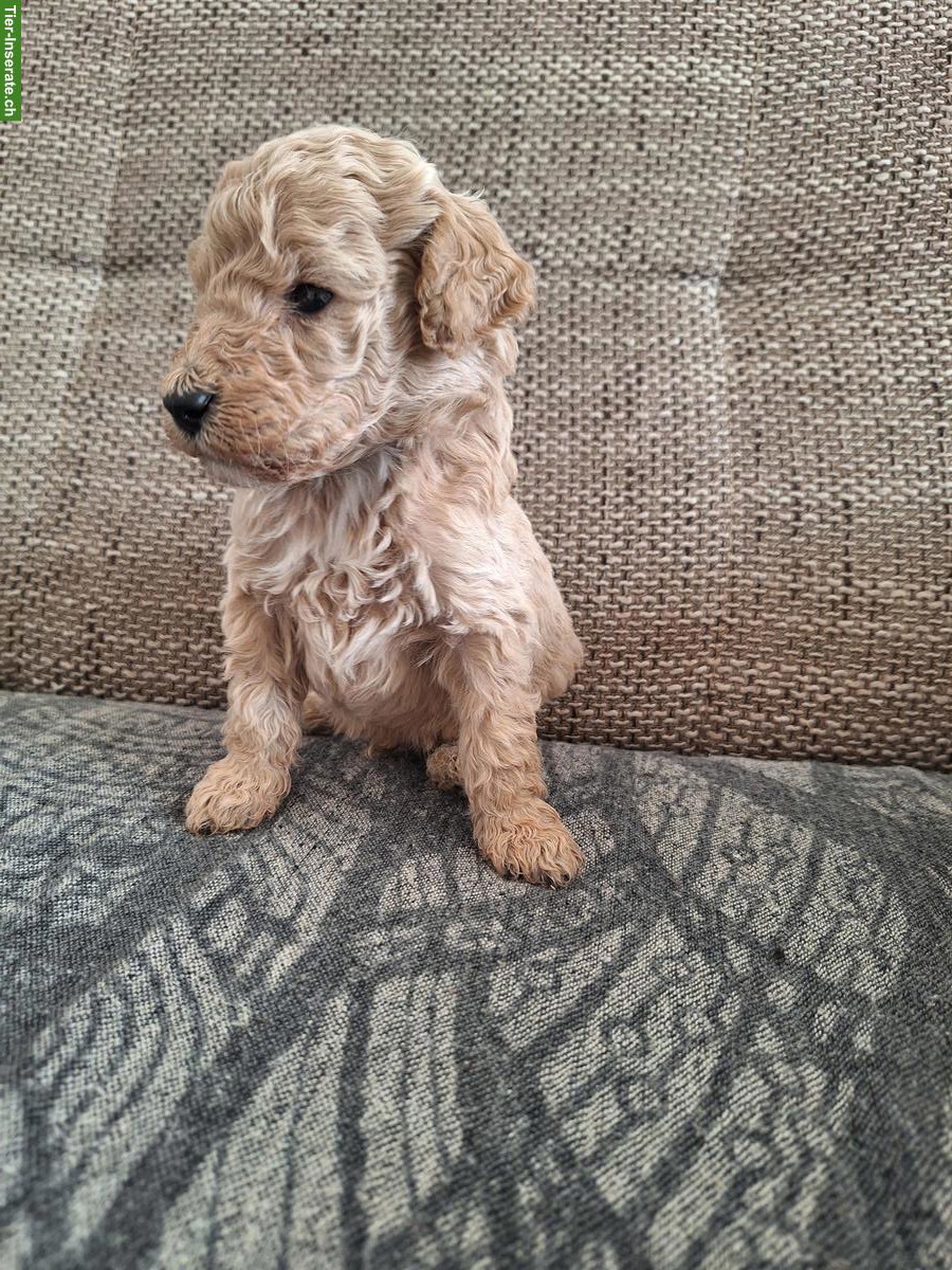 Bild 4: Pudel Welpen suchen ein neues Zuhause