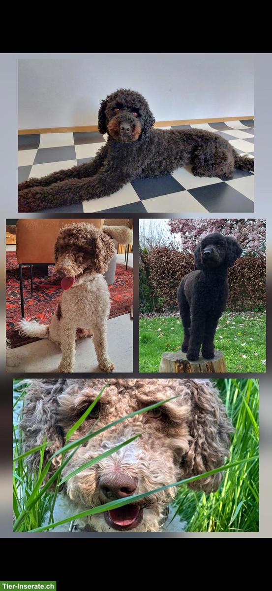 Bild 5: Pudel Welpen suchen ein neues Zuhause