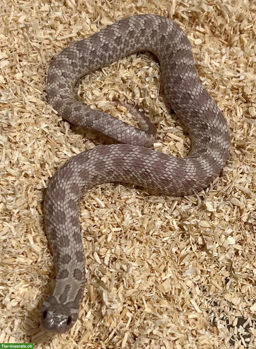 Hakennasennattern (Heterodon nasicus)