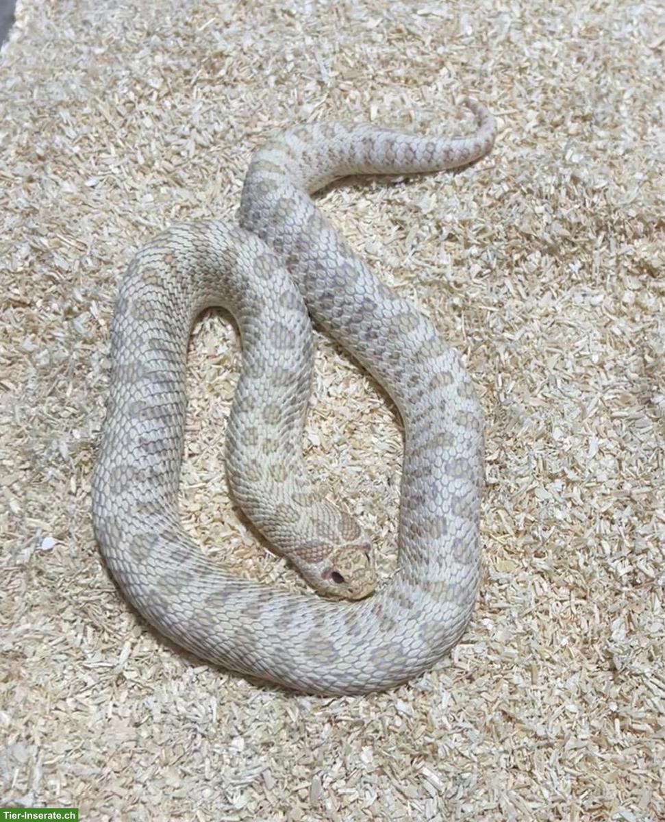 Bild 3: Hakennasennattern (Heterodon nasicus)