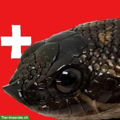 Bild 4: Hakennasennattern (Heterodon nasicus)