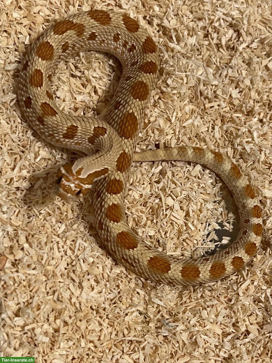 Bild 5: Hakennasennattern (Heterodon nasicus)