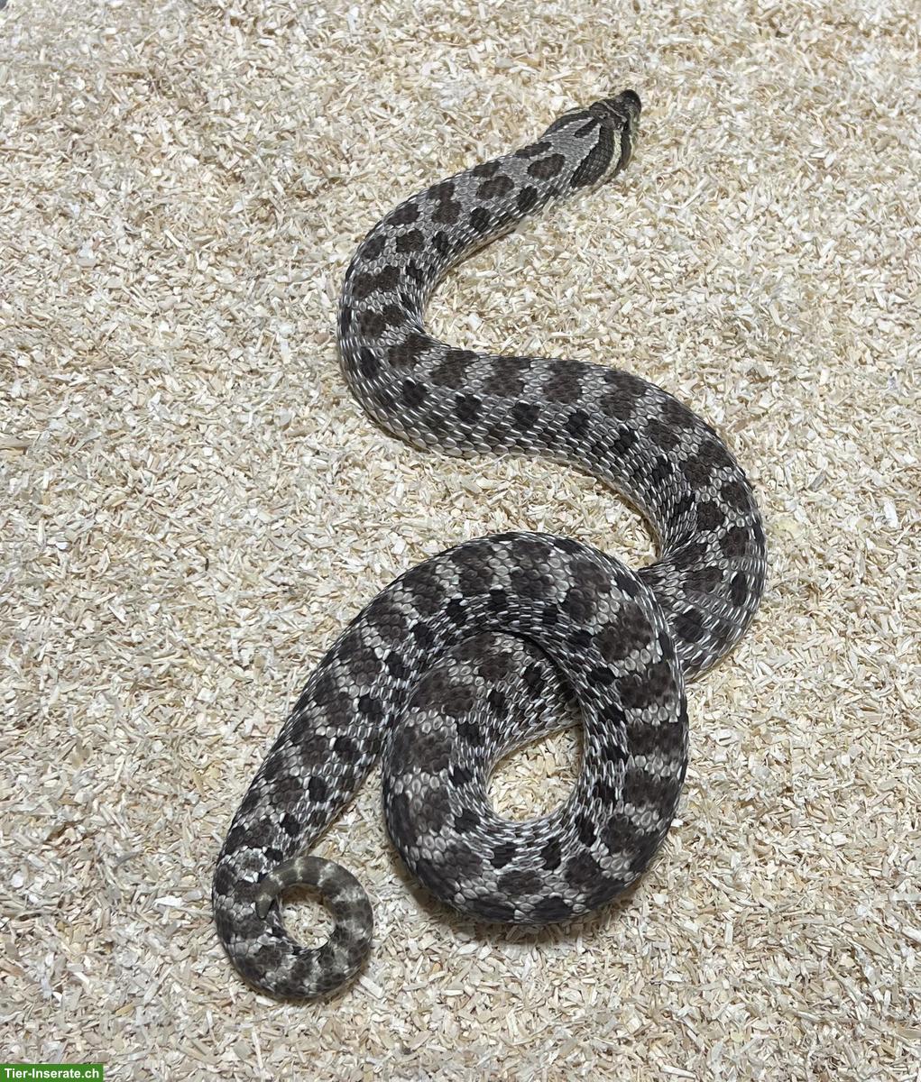 Bild 6: Hakennasennattern (Heterodon nasicus)