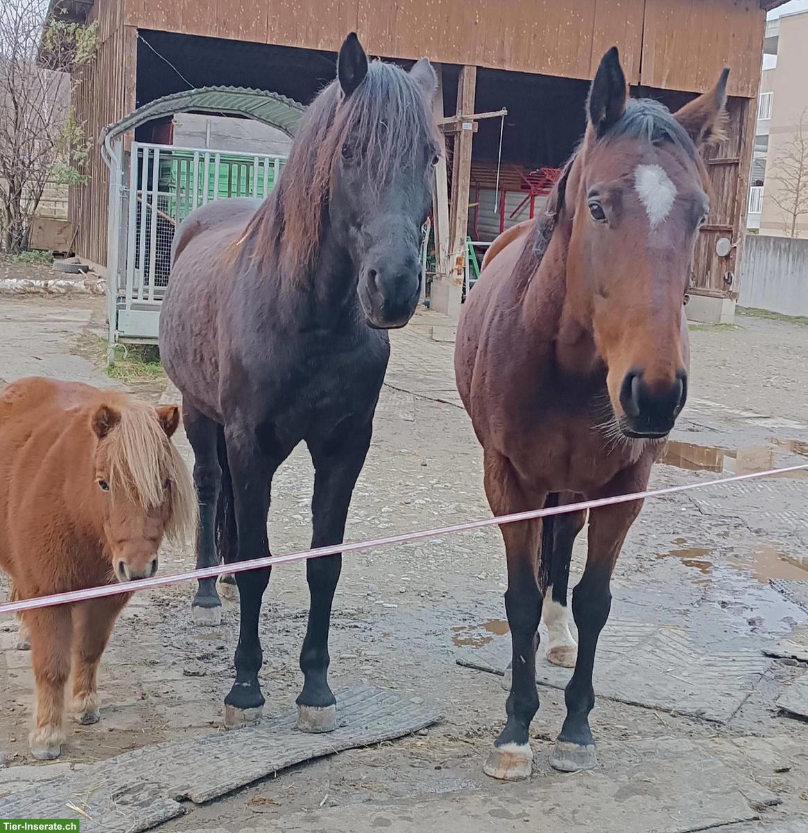 Bild 2: Vollblut-Stute Whisky, Freizeit-, Familien- und Kinderpferd