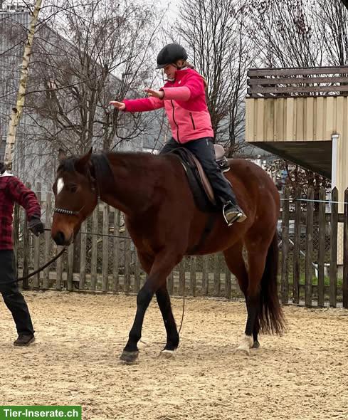 Bild 3: Vollblut-Stute Whisky, Freizeit-, Familien- und Kinderpferd