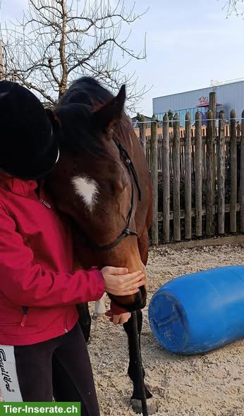 Bild 6: Vollblut-Stute Whisky, Freizeit-, Familien- und Kinderpferd