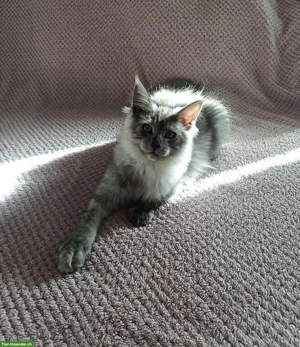 Maine Coon Katzenbabys  suchen ihr Für-immer-Zuhause 🐾