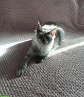 Maine Coon Katzenbabys  suchen ihr Für-immer-Zuhause 🐾