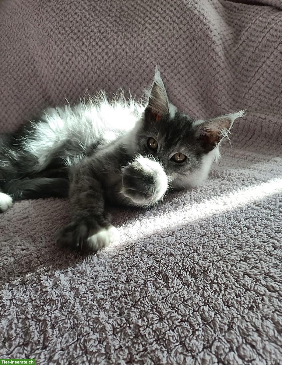 Bild 2: Maine Coon Katzenbabys  suchen ihr Für-immer-Zuhause 🐾