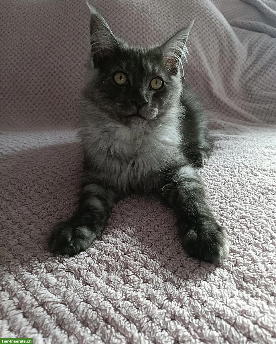 Bild 3: Maine Coon Katzenbabys  suchen ihr Für-immer-Zuhause 🐾