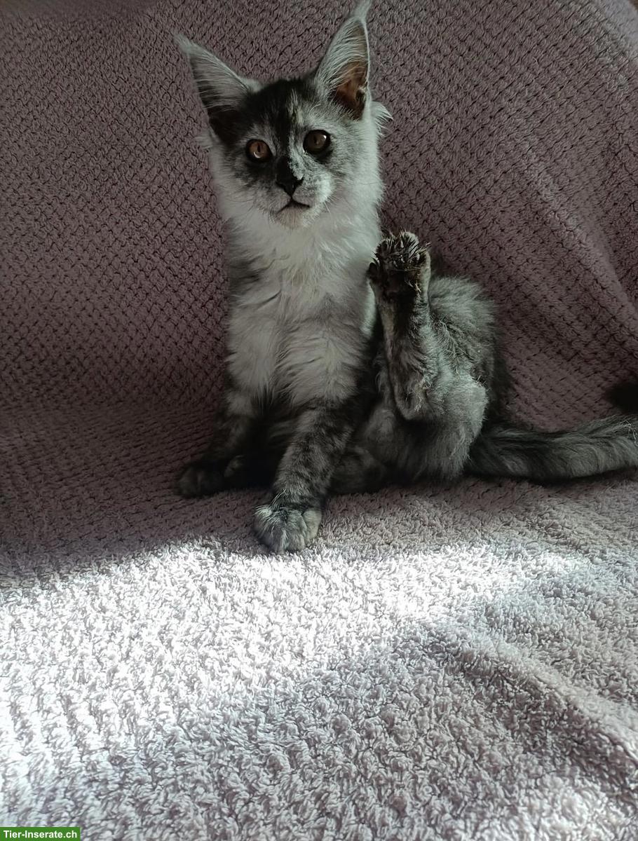 Bild 4: Maine Coon Katzenbabys  suchen ihr Für-immer-Zuhause 🐾