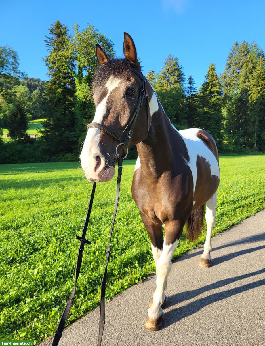 Reitbeteiligung (Pferd sucht Reiter) in Bichwil SG für Pinto-Wallach