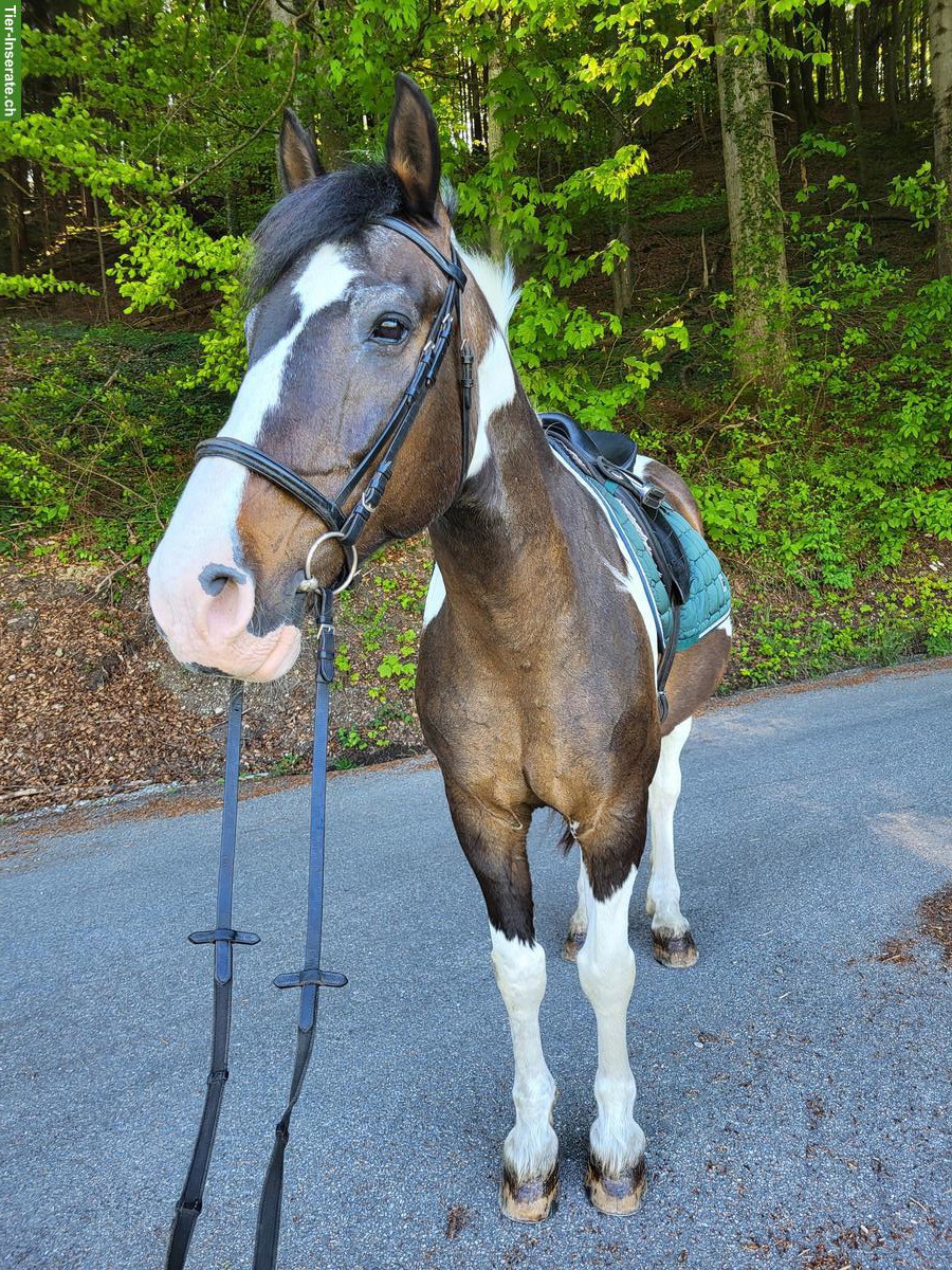 Bild 2: Reitbeteiligung (Pferd sucht Reiter) in Bichwil SG für Pinto-Wallach