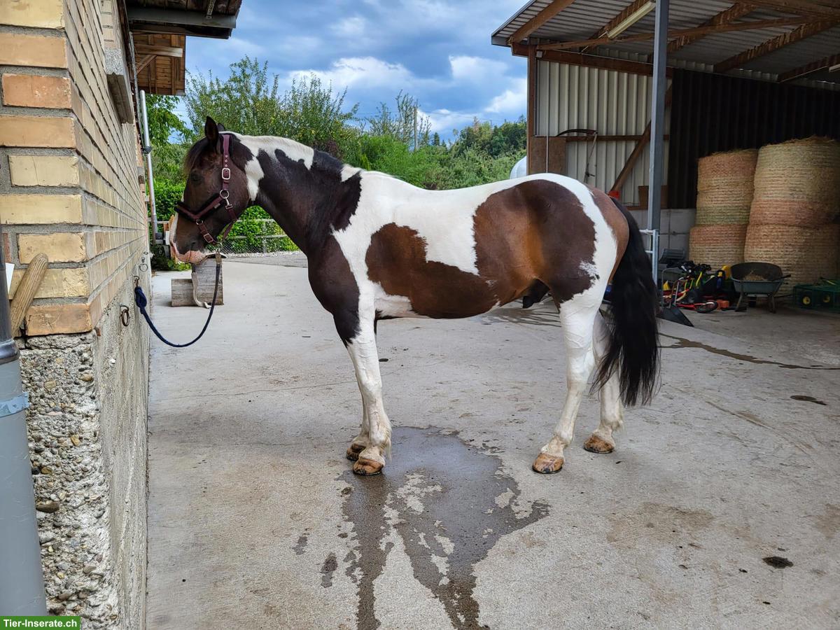 Bild 3: Reitbeteiligung (Pferd sucht Reiter) in Bichwil SG für Pinto-Wallach