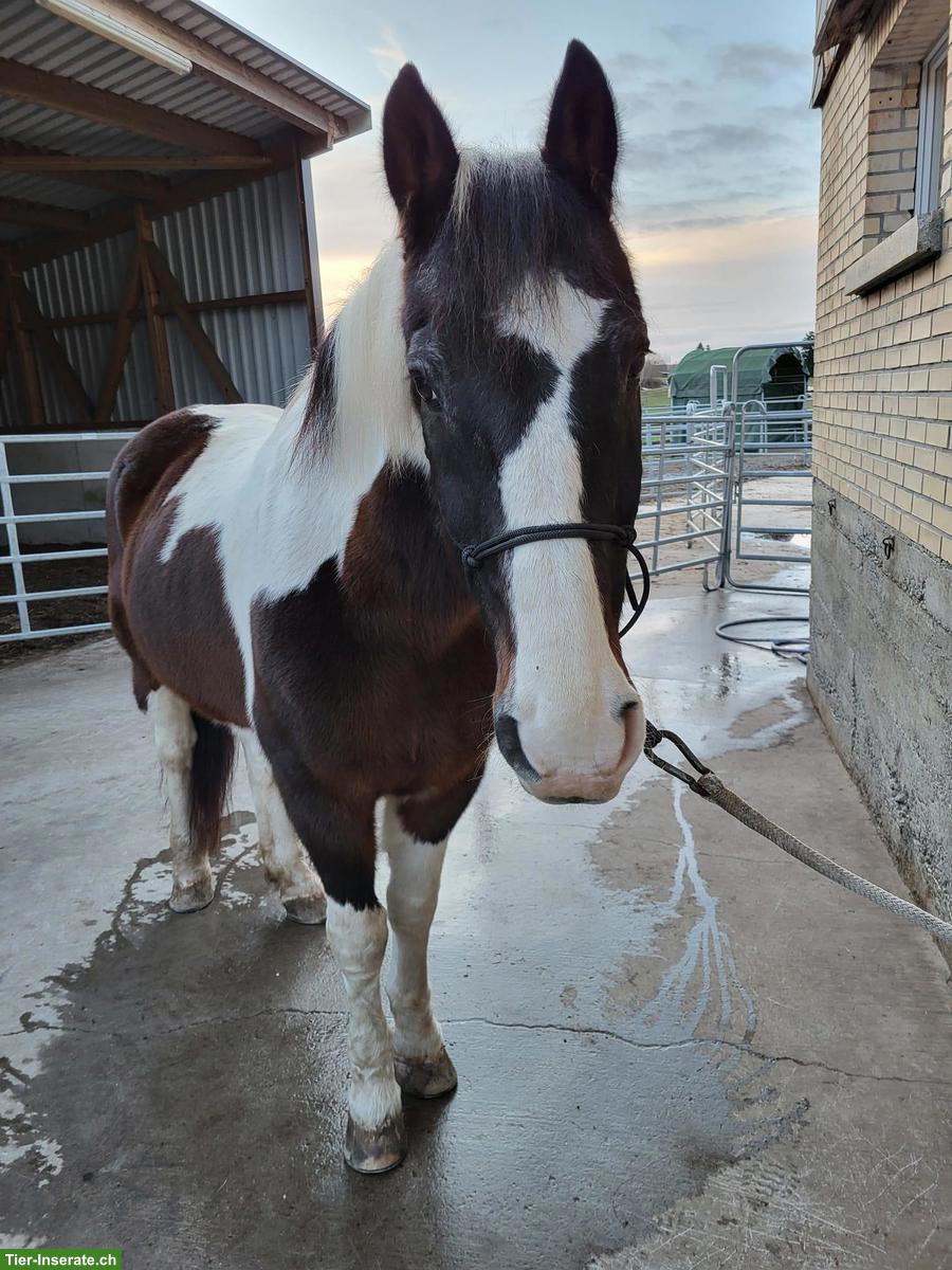 Bild 4: Reitbeteiligung (Pferd sucht Reiter) in Bichwil SG für Pinto-Wallach