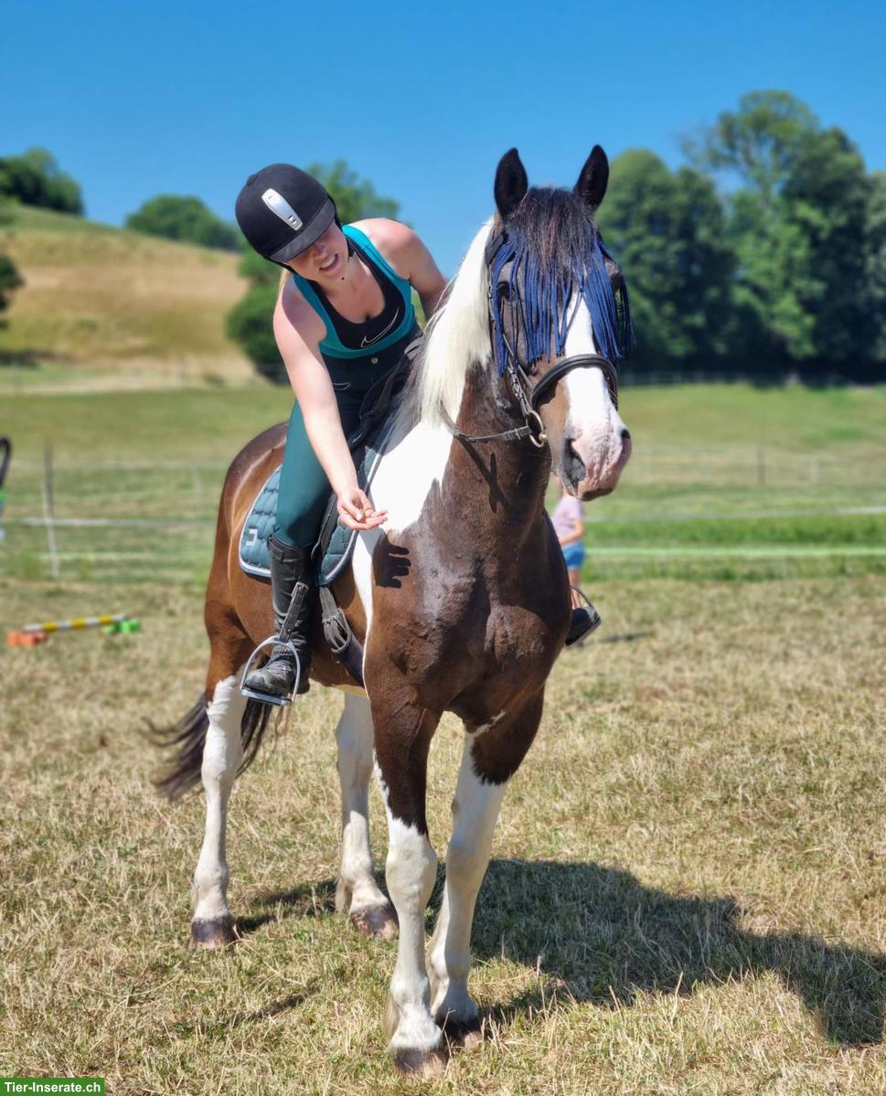 Bild 5: Reitbeteiligung (Pferd sucht Reiter) in Bichwil SG für Pinto-Wallach