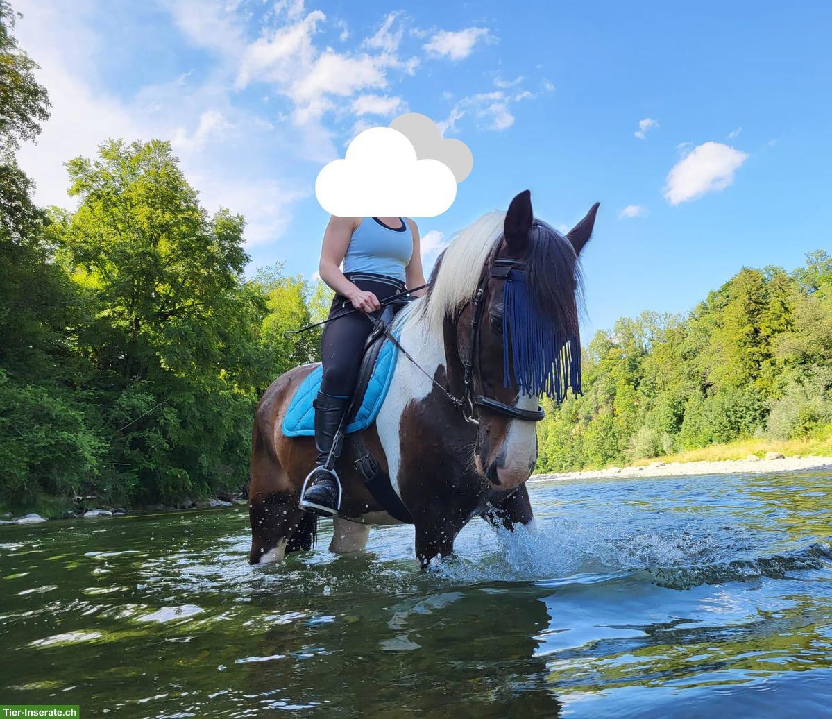 Bild 6: Reitbeteiligung (Pferd sucht Reiter) in Bichwil SG für Pinto-Wallach