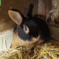 Männliche LohKaninchen zu verkaufen