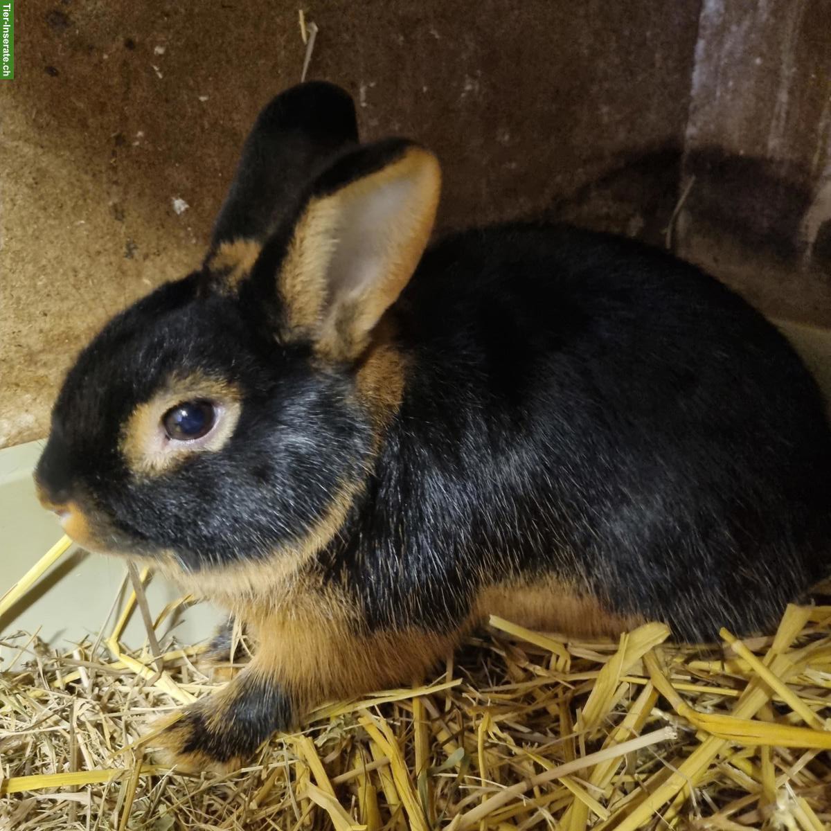 Bild 2: Männliche LohKaninchen zu verkaufen