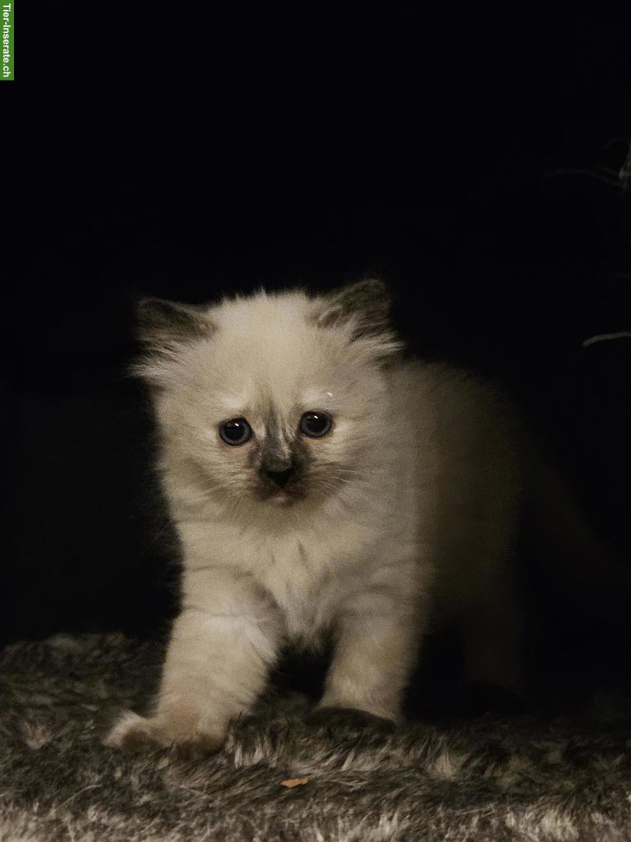 Ragdoll x Britisch Kurzhaar Kitten