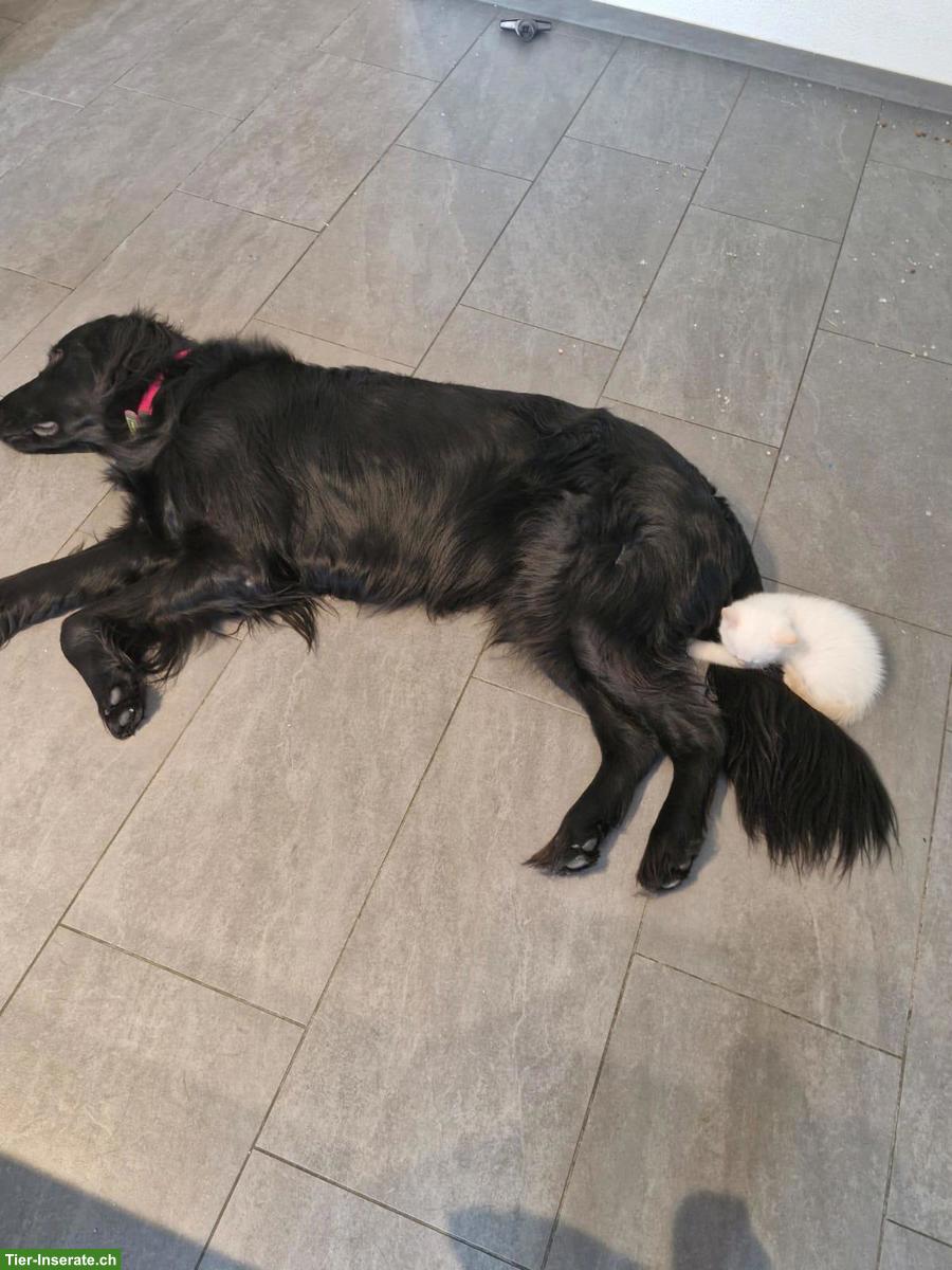 Bild 2: Ragdoll x Britisch Kurzhaar Kitten