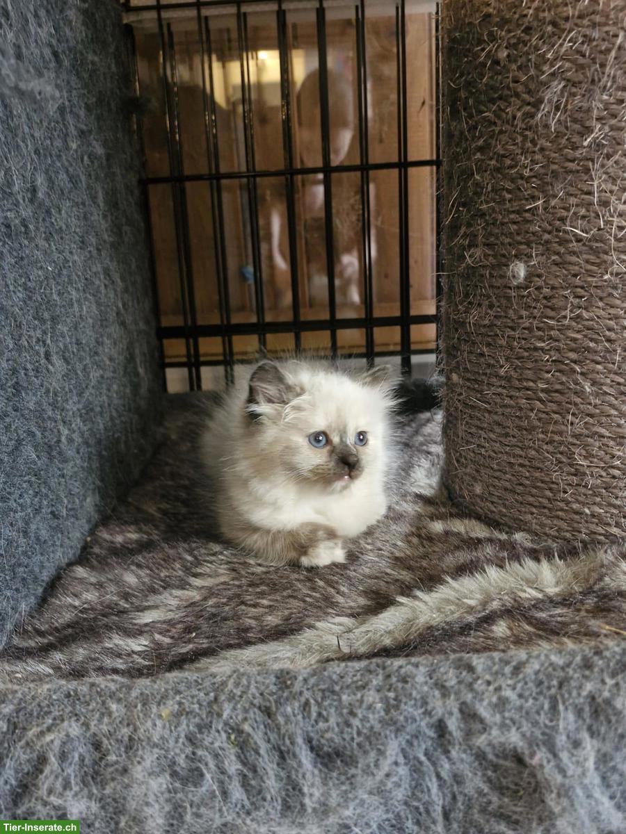 Bild 3: Ragdoll x Britisch Kurzhaar Kitten