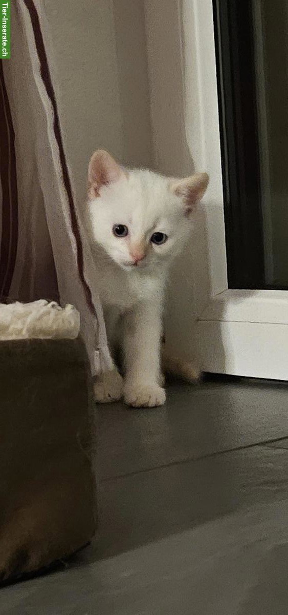 Bild 4: Ragdoll x Britisch Kurzhaar Kitten