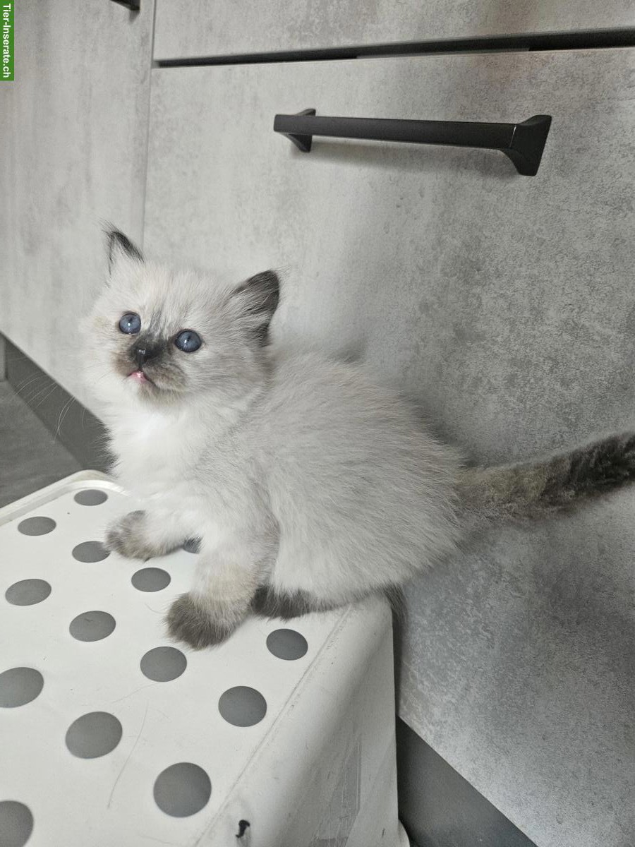 Bild 5: Ragdoll x Britisch Kurzhaar Kitten