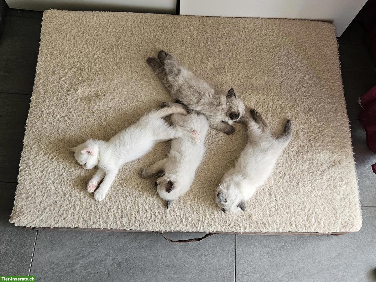 Bild 6: Ragdoll x Britisch Kurzhaar Kitten