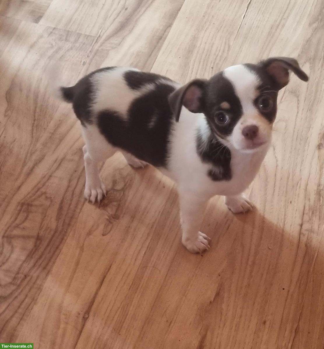 Mega süsse Chihuahua Kinder in schoko-weiss