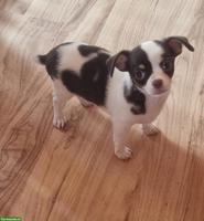 Mega süsse Chihuahua Kinder in schoko-weiss