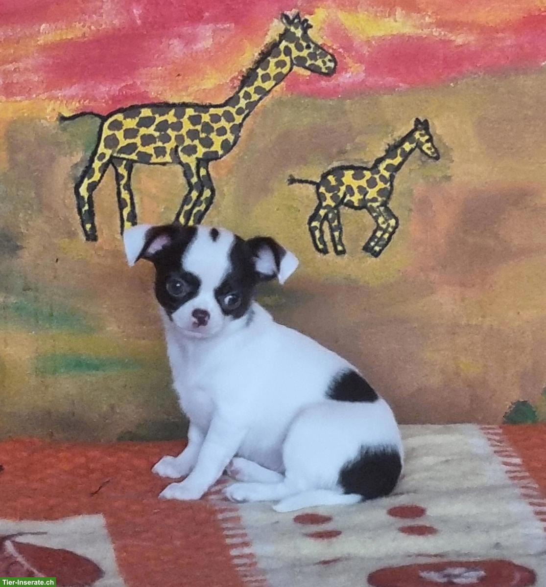 Bild 2: Mega süsse Chihuahua Kinder in schoko-weiss