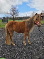 Originale American Miniature Horse Stute