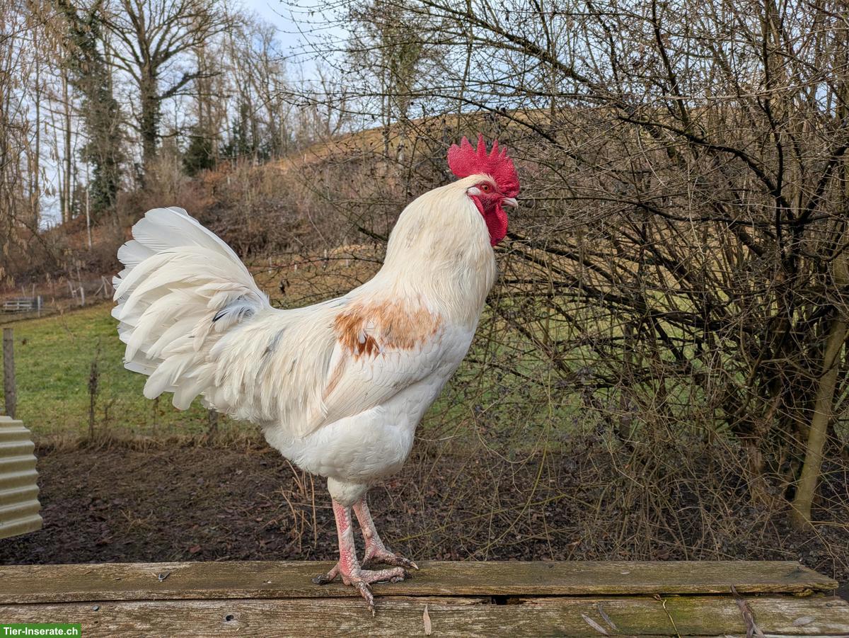 Junger Hahn, Marans x Sussex