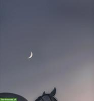 Pferd ans Futter / Altersplatz GESUCHT für spanischen Wallach