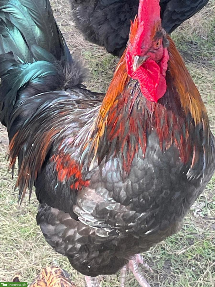 Schöner Marans Mix Hahn gratis abzugeben